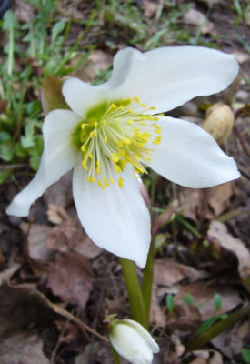 Helleborus_niger_800x800_80KB.jpg