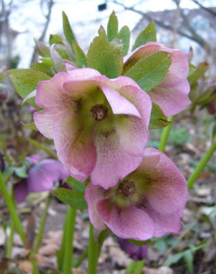 Helleborus_2_800x800_80KB.jpg