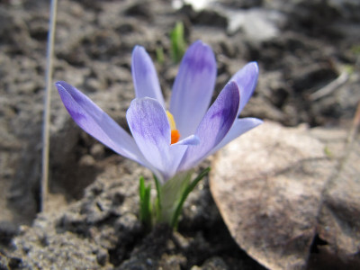 Crocus_heuffelianus_120318.jpg