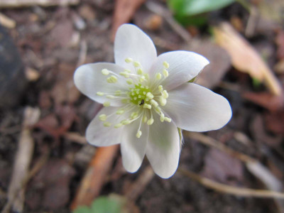 H.n._var._pyrenaica_Norakamo_Strain_120318.jpg