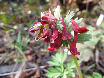 Corydalis_solida_rot_120318.jpg