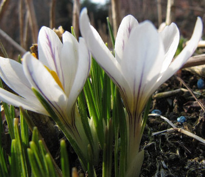 Crocus_versicolor_120318.jpg