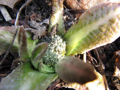Primula_denticulata_120318.jpg