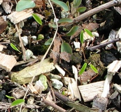 Corydalis-ax2012.jpg