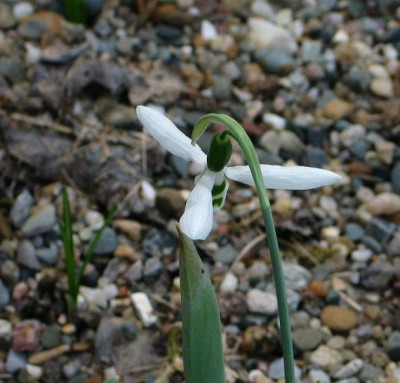 G.elwesii-propeller1.jpg