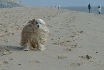 Sylt-2012-7.jpg