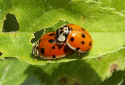 Adalia_decempunctata_-_Zehnpunkt_-_01.jpg