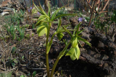 helleborus_cf_hercegovinus_201020317_zg.jpg