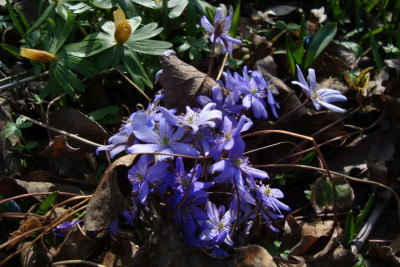 hepatica_20120317_zg.jpg