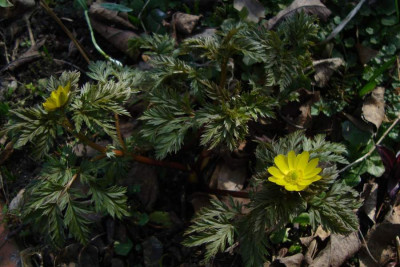 adonis-ex-ue_20120317_zg.jpg