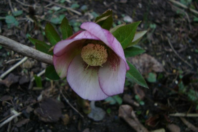 frostueberlebender-altsaemling_2012_zg.jpg