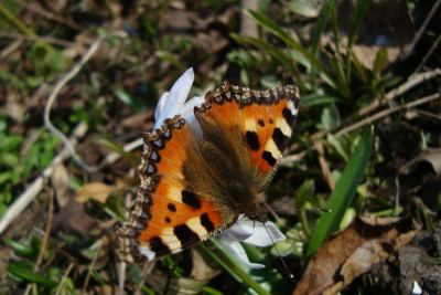 fuchs_20120317_zg.jpg