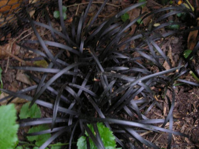 Ophiopogon_24_05_05.jpg