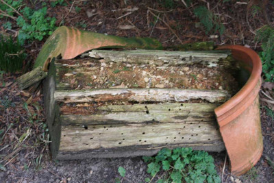 Insektenstamm.jpg