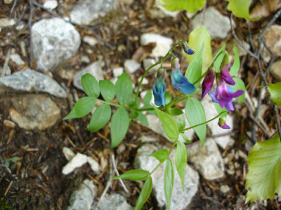 mb.blauv..jpg