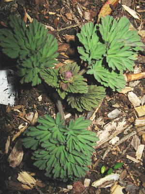 IMG_5053_Corydalis_nobilis.jpg
