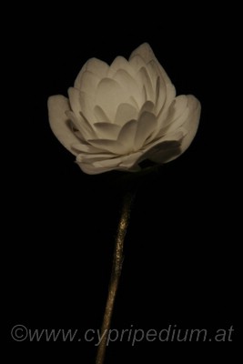 Hepatica_nobilis_nobilis.jpg