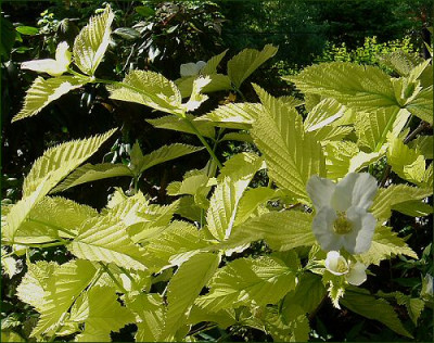 Rhodothypos_scandens.jpg