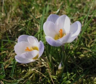 IMG_5107_Crocus_Blue_pearl.jpg