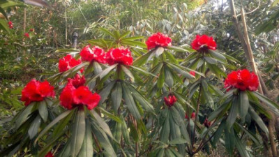 200320121548R.strigillosum_Keillour_-_Kopie.jpg