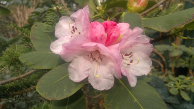 200320121557R.cyanocarpum_SBEC0791_pink_-_Kopie.jpg