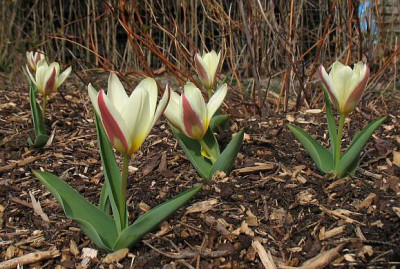 IMG_5118_Tulipa_The_First.jpg