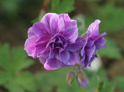 geranium_himalayense_birch_double_1900.jpg