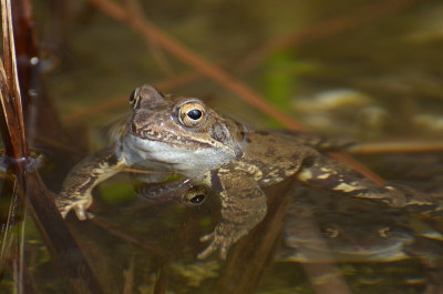frosch1_12.jpg