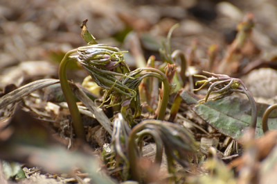 cardamine_pentaphyllos_12.jpg