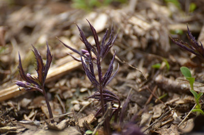 cardamine_quinque1.jpg
