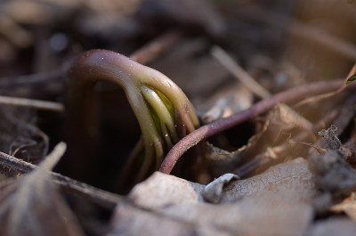 cardamine_ennea02.jpg