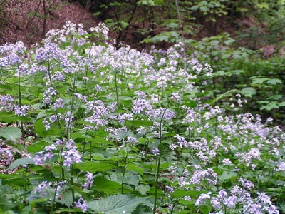 lunaria_rediviva_zwei.jpg