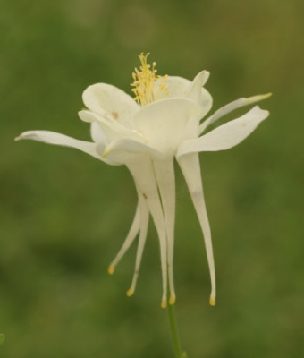 akelei_caerulea_weiss_1899.jpg