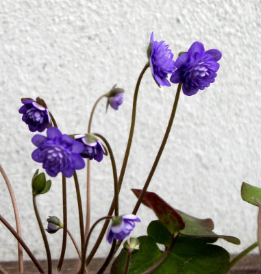 comp_Hepatica_japonica_Shigyoku_20.03.12.jpg