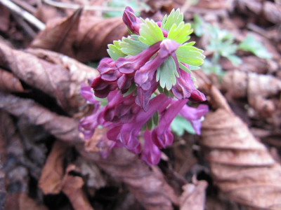 Cor_sol_Purple_Beauty_120320.jpg