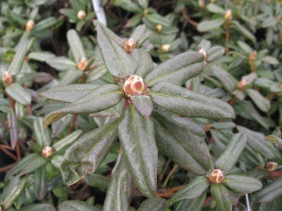 Rhododendron_russatum_Azurwolke_Gartenpur.jpg