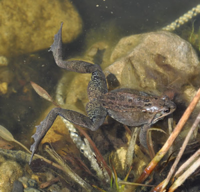 Grasfrosch_12__3133.jpg