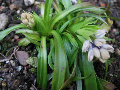 Ypailandra_cavalierei___IMG_2238.jpg