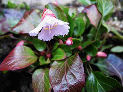 Shortia_uniflora_var._princeps_IMG_2227.jpg