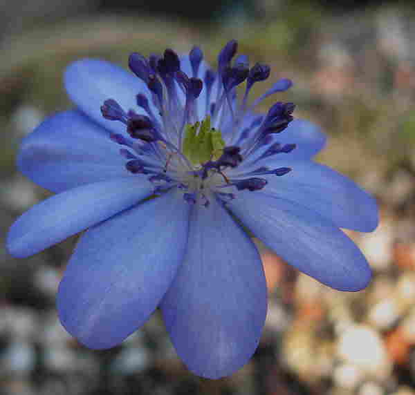 Hepatica_Sternenglanz___IMG_2237.jpg