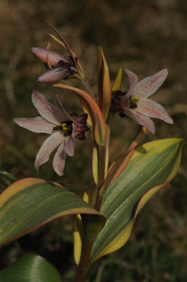 Frit._stenanthera_20120321.jpg