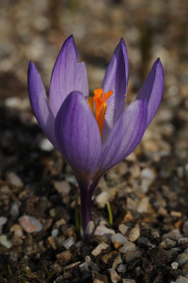 Crocus_pelistericus_20120321_1.jpg