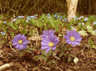 IMG_5149_Anemone_blanda.jpg