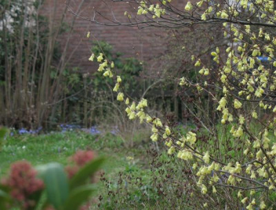 IMG_5125_Corylopsis_pauciflora.jpg