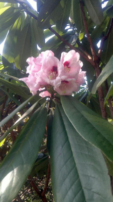 220320121570R.calophytum_Hobbie_-_Kopie.jpg