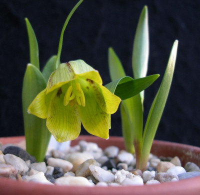 comp_Fritillaria_hermonis_ssp._amana_Goksum_Gold_22.03.12.jpg