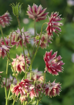 aquilegia_nora_barlow_1901.jpg