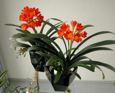 rot-orange_Klivien2.jpg