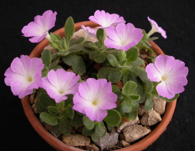 comp_Primula_allionii_Broadwell_Pink_20.03.12.jpg