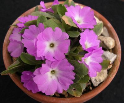 comp_Primula_allionii_Stopp_Seedling_von_Wharfedale_Super_20.03.12.jpg